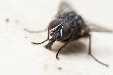 BLOG: How To Keep Flies At Bay This Summer (4 Products We Suggest)